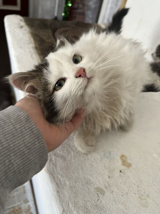 котенята в добрі руки