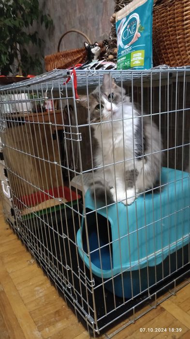 Котики - перетримка у великих боксах