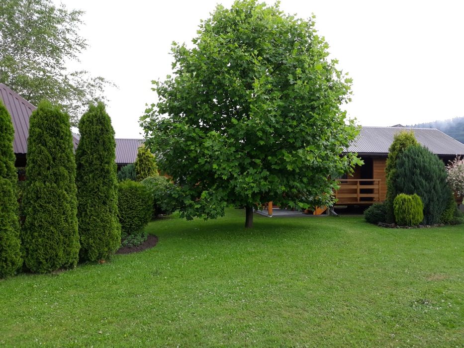 Domki letniskowe nad Soliną