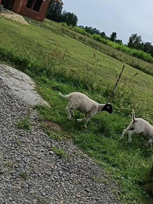 Sprzedam Baranki Dorper lub zamienię za zboże,siano lub słome