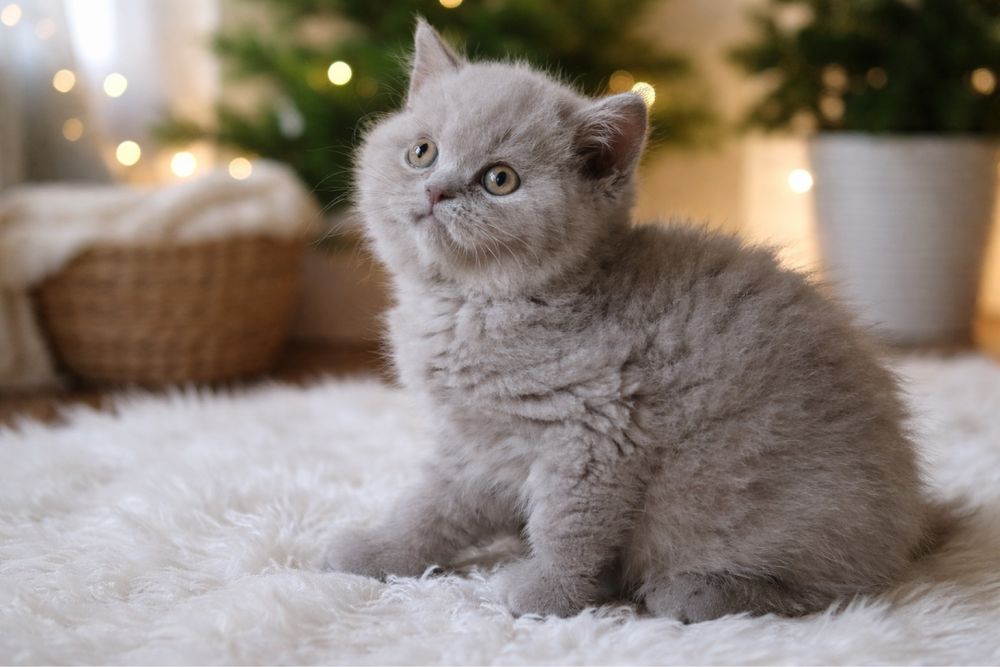 Kotka brytyjskai Rodowód FPL. Morskie Brysie.pl.