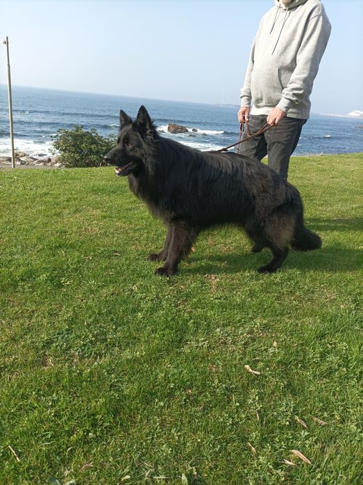 Pastor alemão pêlo comprido