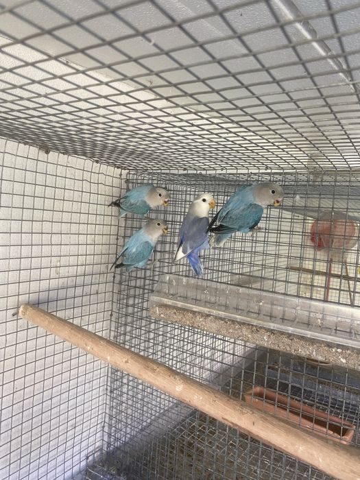 Agapornis para venda