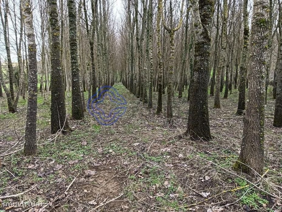 Propriedade em Vinhas distrito de Bragança em plena natureza