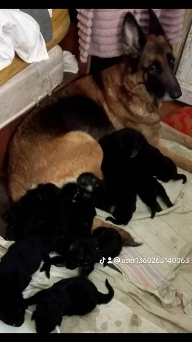 Для ценителей качества щенки нем овчарки