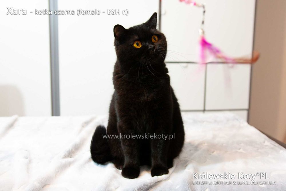 Kotka brytyjska pohodowla czarna, rodowód FPL, championka