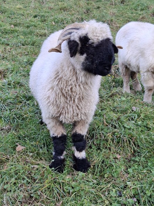 Baran rasy walizerskiej/waliserskiej