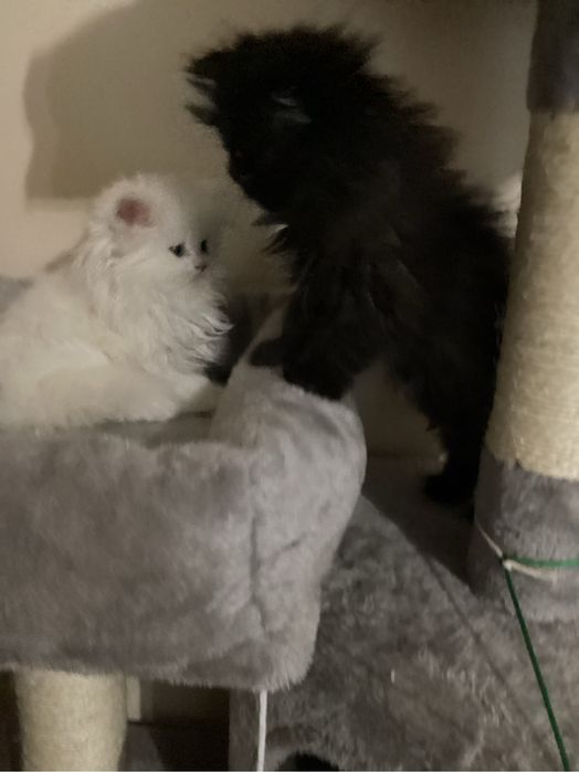 Pers kocurek  czarno czekoladowy