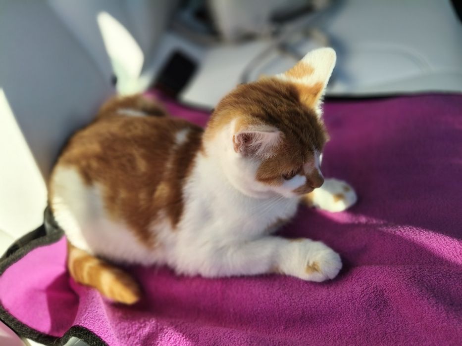 Котик, кошеня, хлопчик
