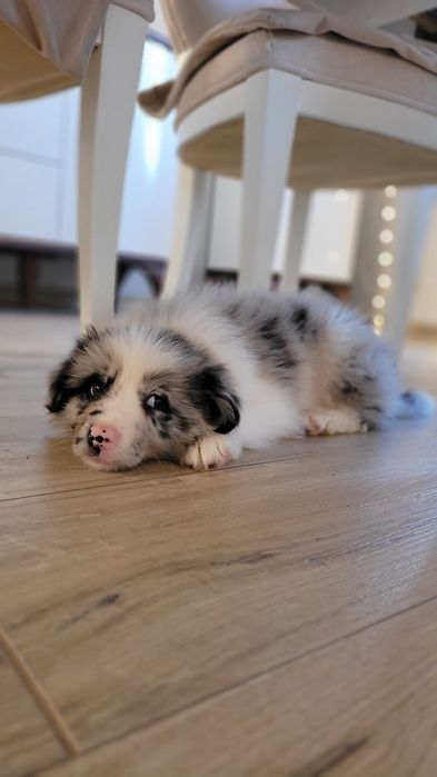 Border Collie Blue-Merle Suczka Piesek