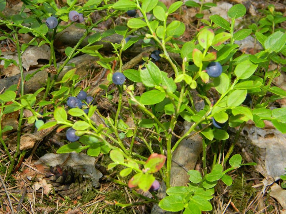 Sprzedam jagody leśne 30 zł/kg