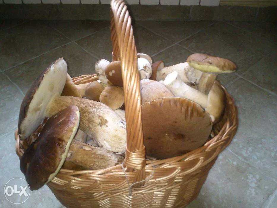 BOROWIK Grzyby Prawdziwek mieszanka suszone krajanka 100g 2024