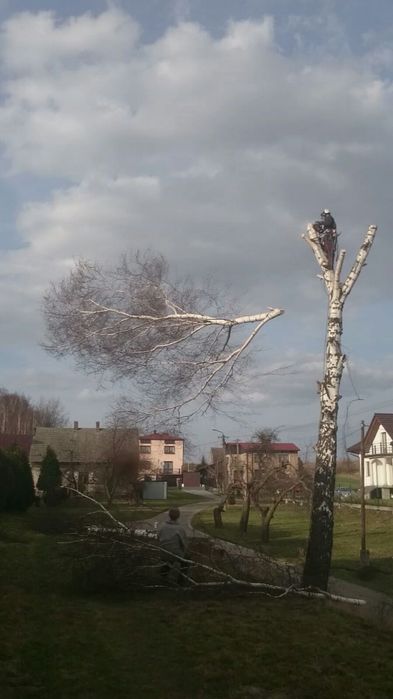 Wycinka drzew, ścinka drzew, rębak "ALPINISTYCZNIE" Rybnik, Żory +30km
