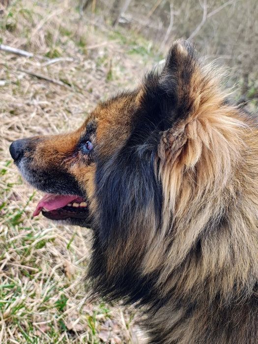 LEO - To jeden z tych psów, które kocha się za charakter