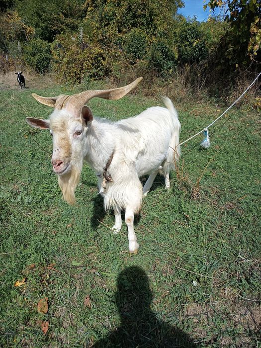 Chivo para venda
