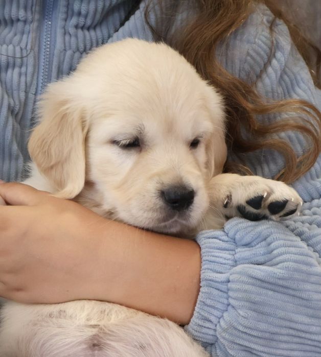 Golden Retriever Excelente