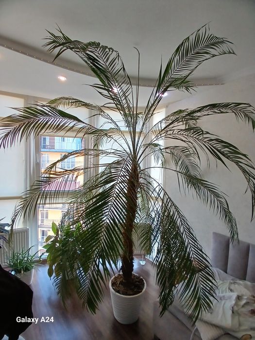 Фінікова пальма,висока