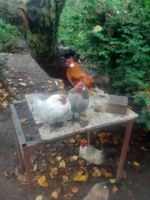 Bantamki-Karzełek Łapciaty- Karzełek Polski.