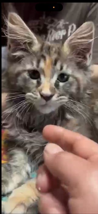 Menina maine coon disponivel para entrega imediata.