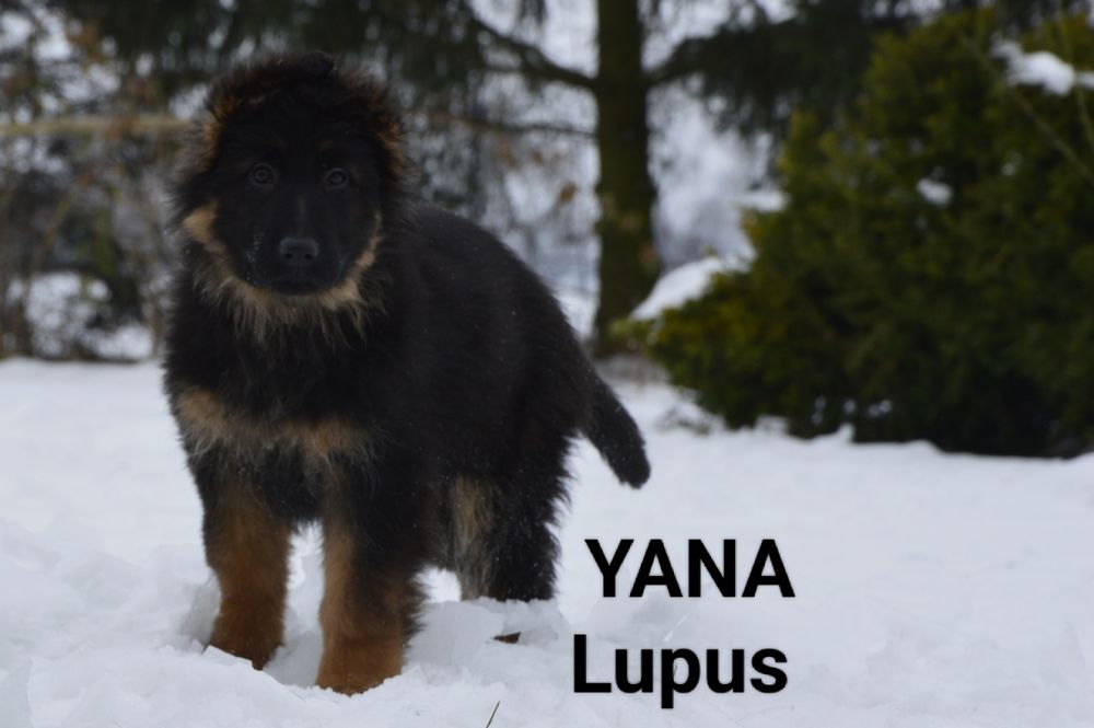 Owczarek niemiecki długowłosy - YANA