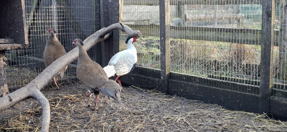 Bażanty srebrne  samiec i trzy samice dwuletnie