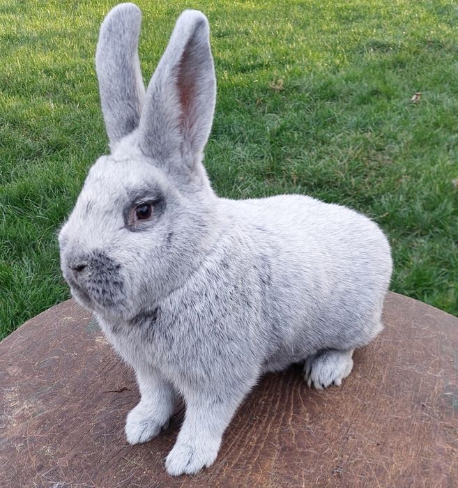 Wielki Jasnosrebrzysty   Samiec z Rodowodem