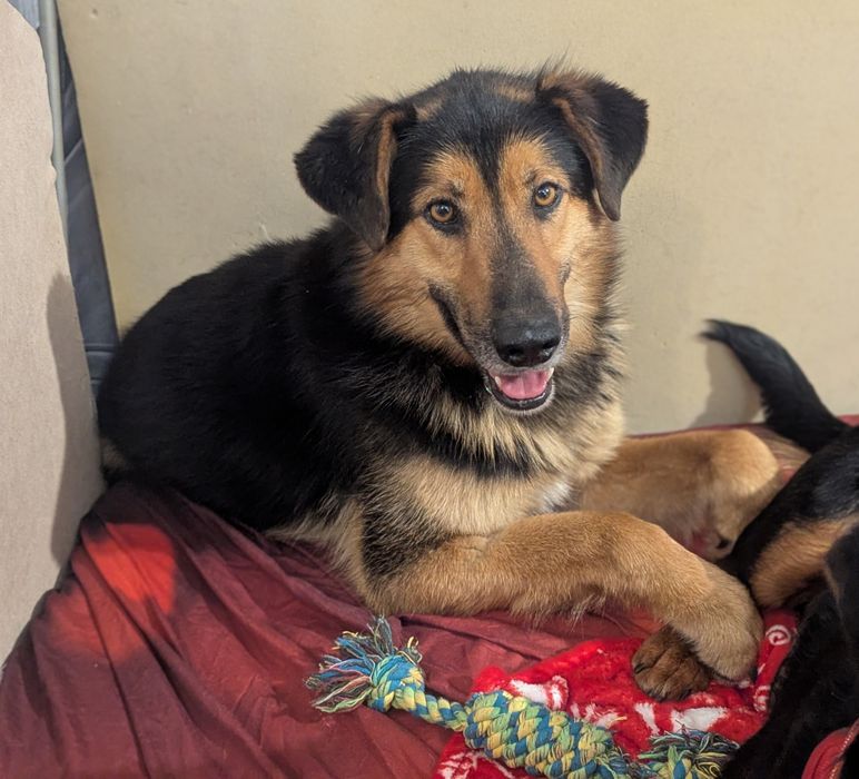 Borowik uratowany z  schroniska szuka ukochanego domu