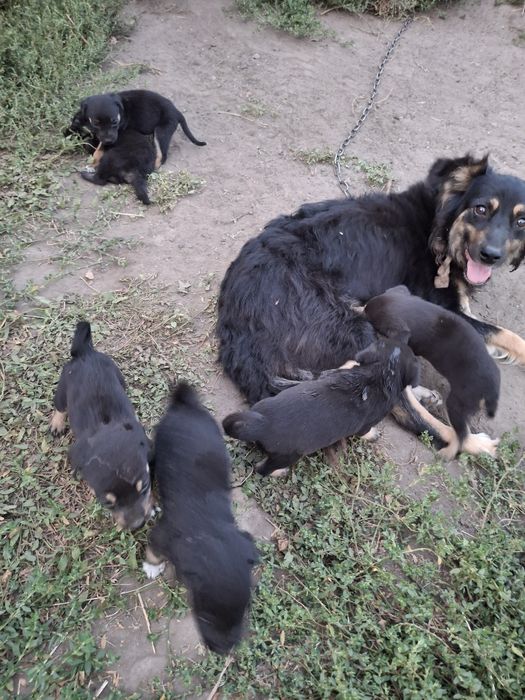 Відам цуценят в добрі руки