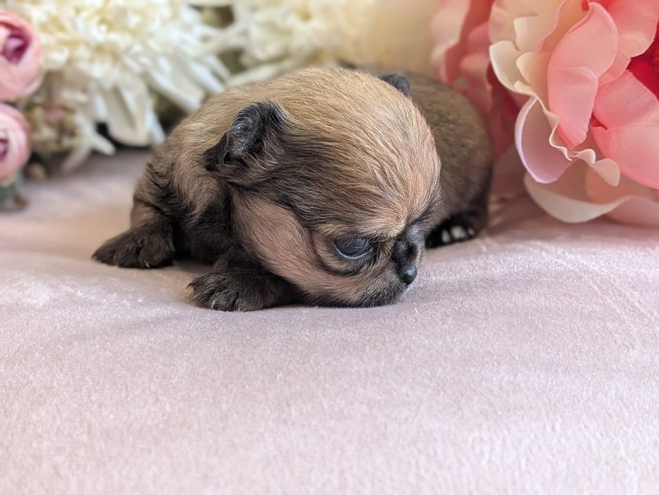 Chłopiec chihuahua