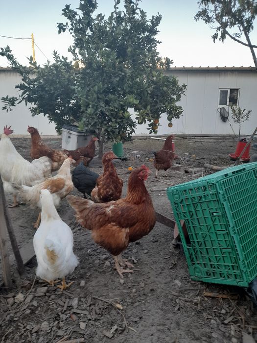 Vendo Galinhas Poedeiras