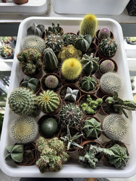 Сукуленти гастерія хавортія Haworthia Сукуленти Трунката