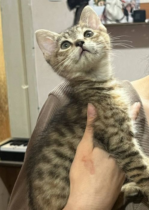 Кошеня СІМБА дівчинка 4 місяці