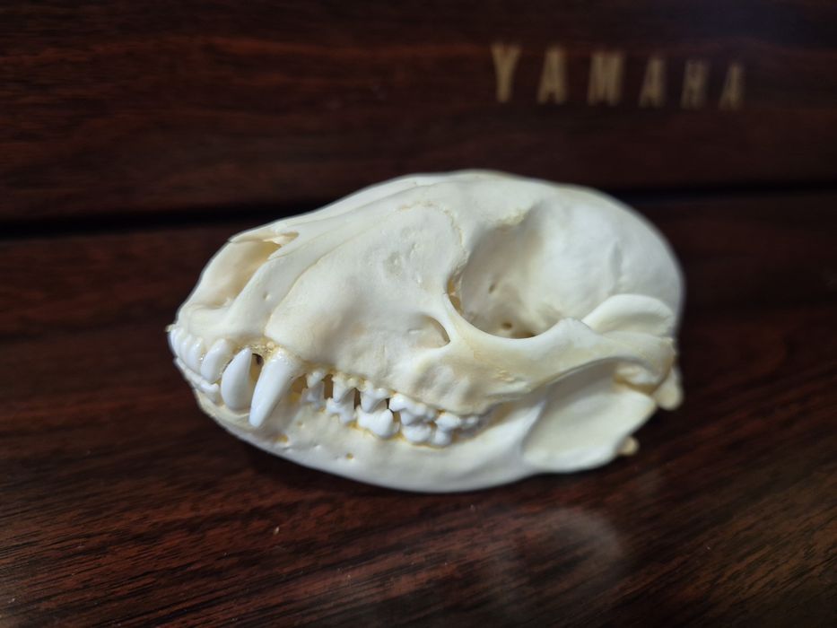 Czaszka szop pracz racoon skull  nie borsuk lis kuna czacha terrarium
