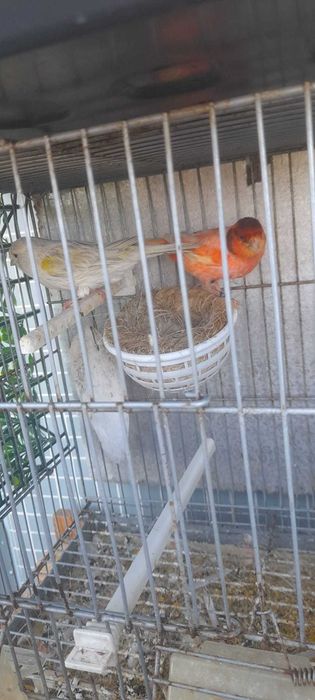 Vendo casal canários