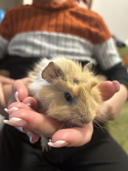 Продам морских свинок в добрые руки!