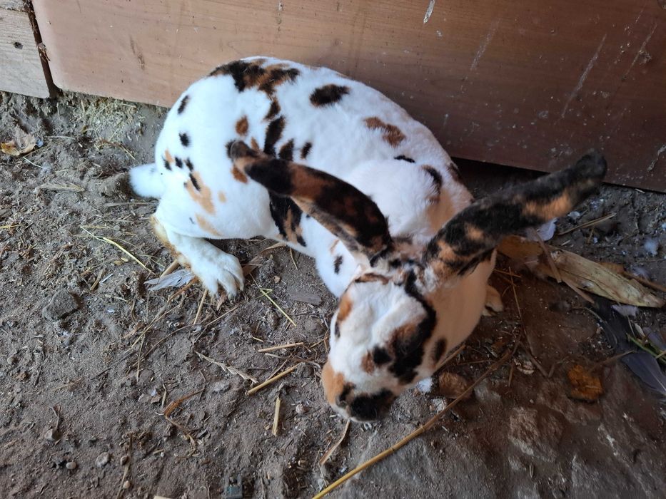 Kroliki rex i barany