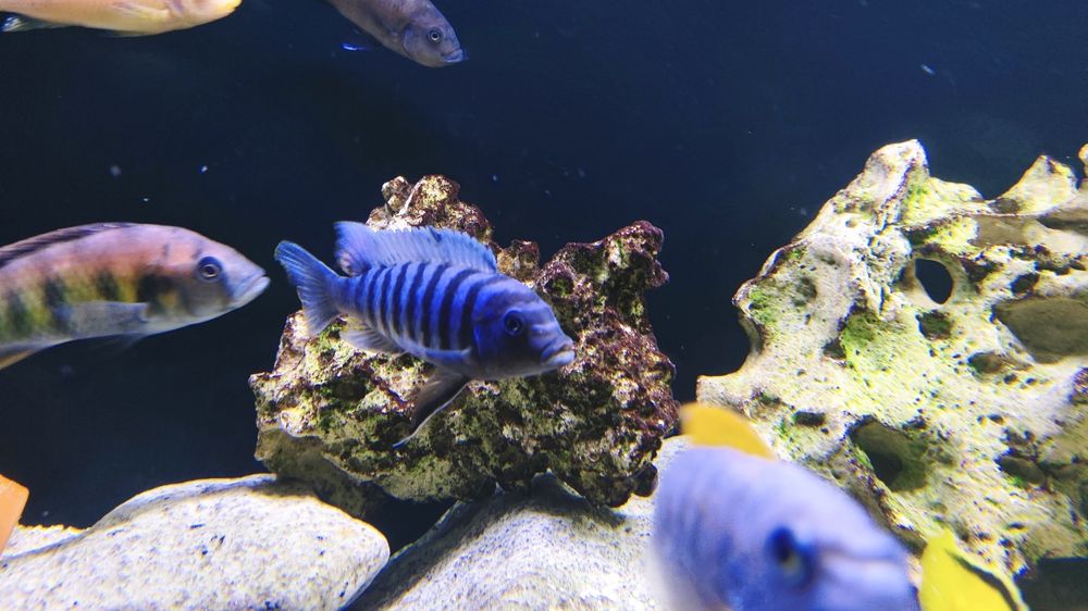 casal maylandia flavifemina