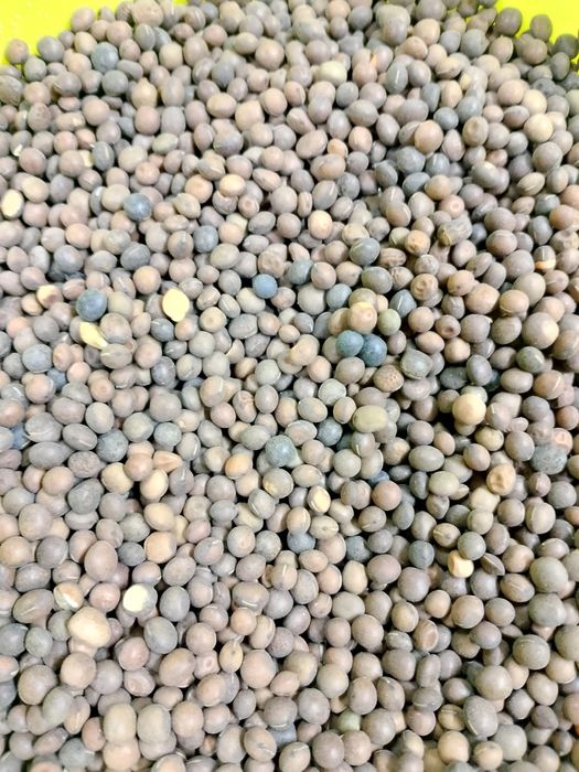 Продам Віка яра врожаю 2025 року