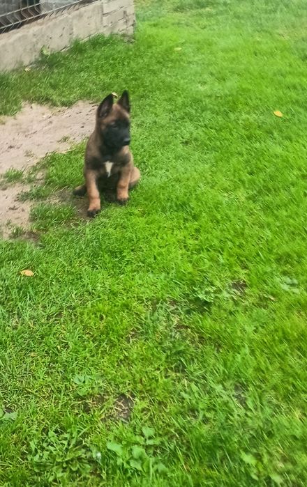 Owczarek Belgijski Malinois
