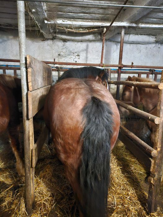 Sprzedam konie Zimnokrwiste