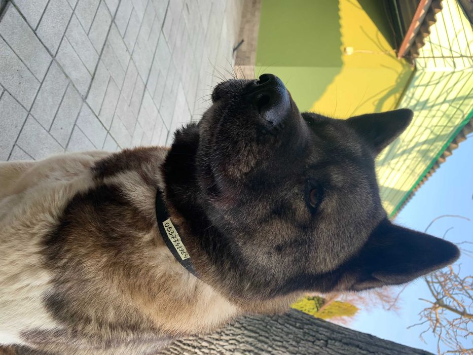 Акіта Американська 8 років. Кобель. В'язка. Вінниця.