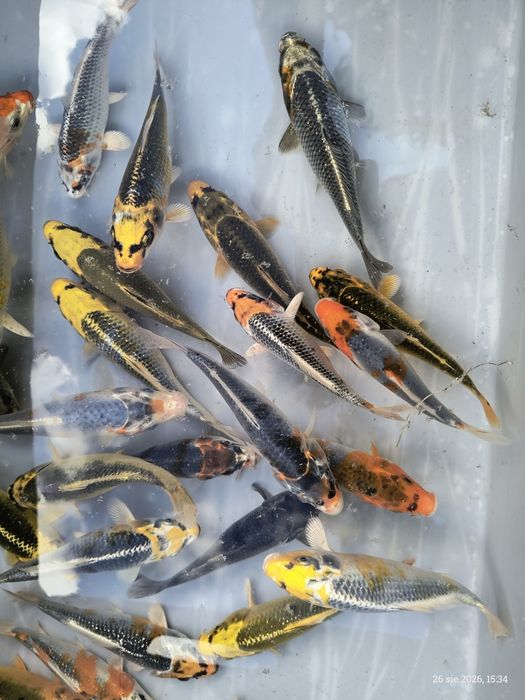 Karpie Koi ! 15 cm ! Piękne kolory ! Wysyłka !