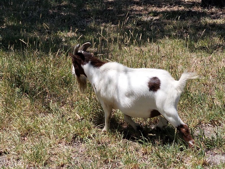 Cabrito anão adulto