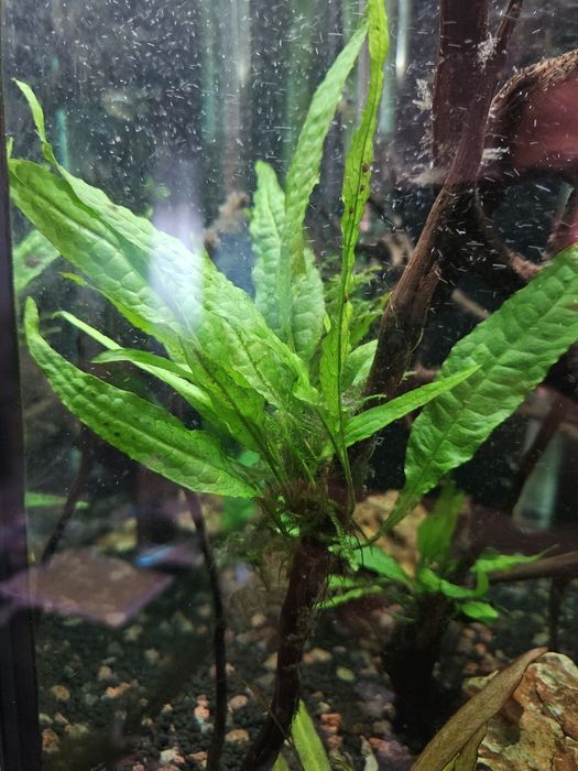 Feto de java (java fern )