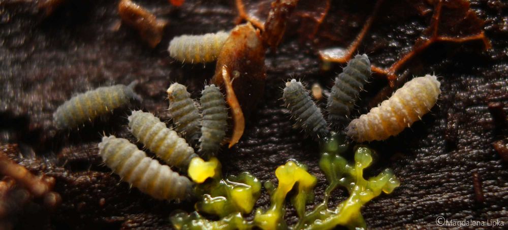 Poradnik + Badhamia polycephala "day walker", slime mold, śluzowiec, blob, ex. Physarum polycephalum