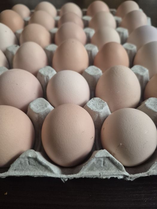 sprzedaż jaj  z wolnego wybiegu