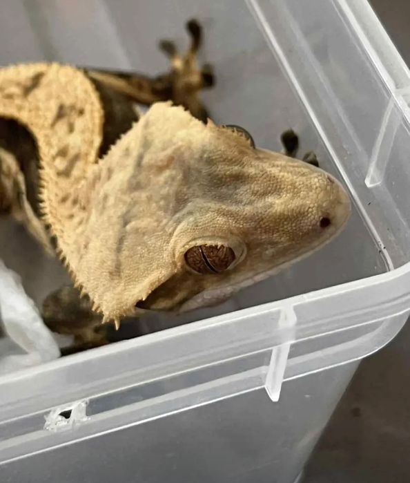 Gekon orzęsiony samiec