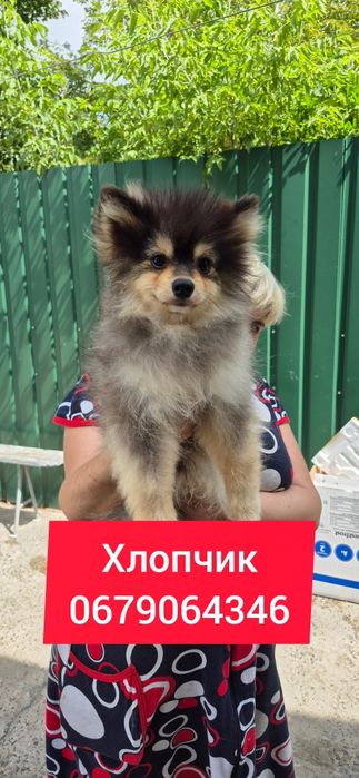 Помскі Помски  Pomsky