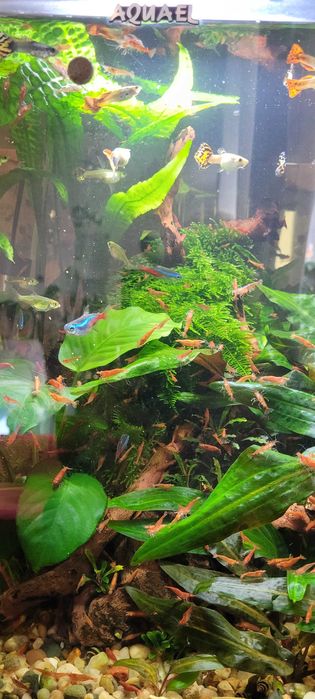 Krewetka akwariowa neocaridina