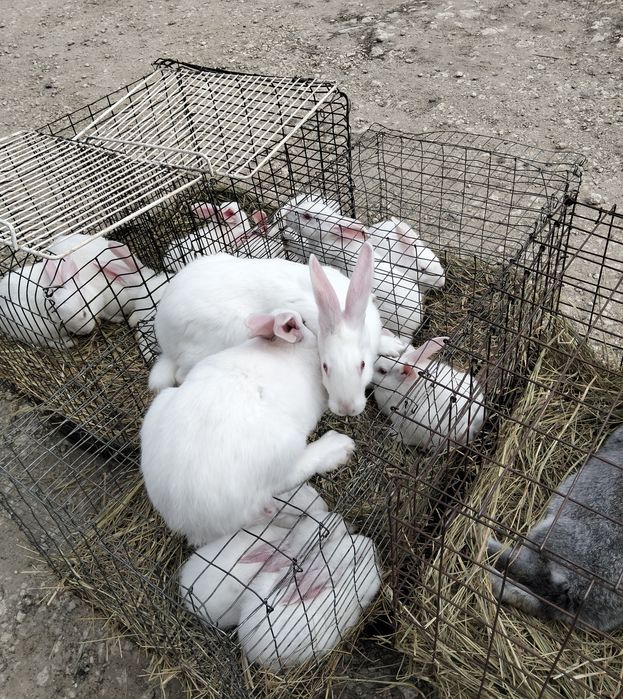 Кролики Термонська біла, Європейська шиншила, Строкач. Різний вік, цін